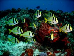 This image of Porkfish was taken yesterday in Cozumel at ... by Steven Anderson 
